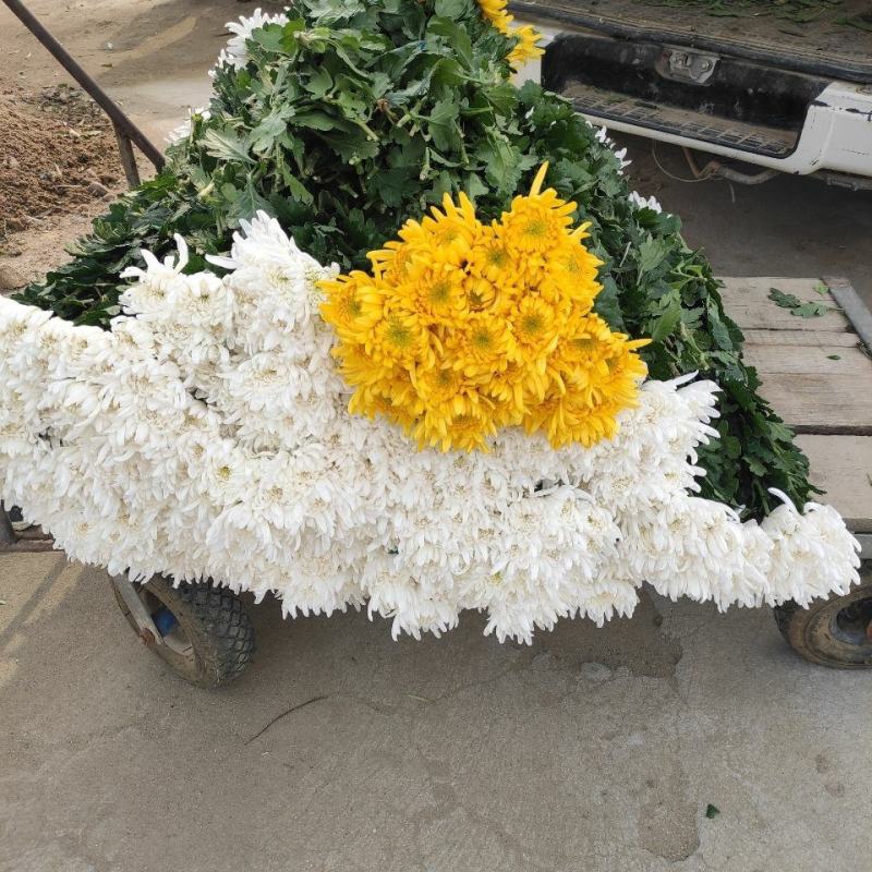 海南优质白黄菊花鲜花种植基地，菊花50～80cm大量上市