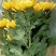 海南优质白黄菊花鲜花种植基地，菊花50～80cm大量上市