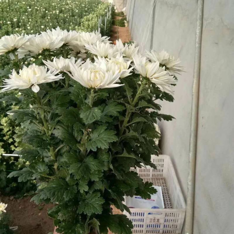 海南优质白黄菊花鲜花种植基地，菊花50～80cm大量上市
