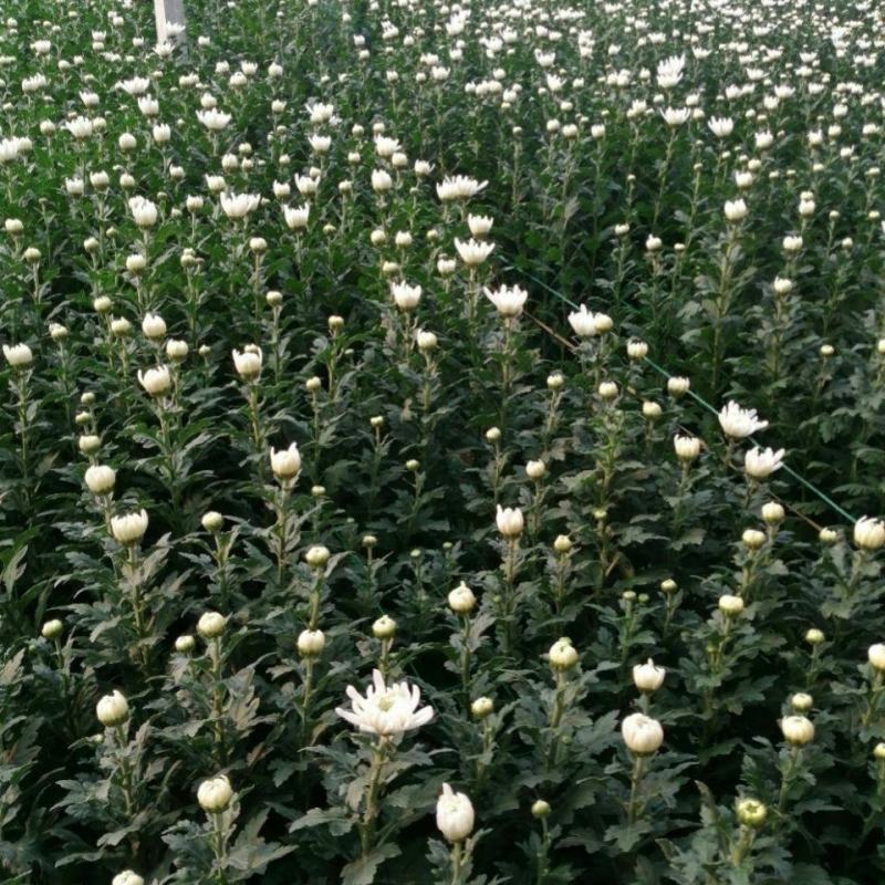海南优质白黄菊花鲜花种植基地，菊花50～80cm大量上市