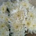 海南优质白黄菊花鲜花种植基地，菊花50～80cm大量上市