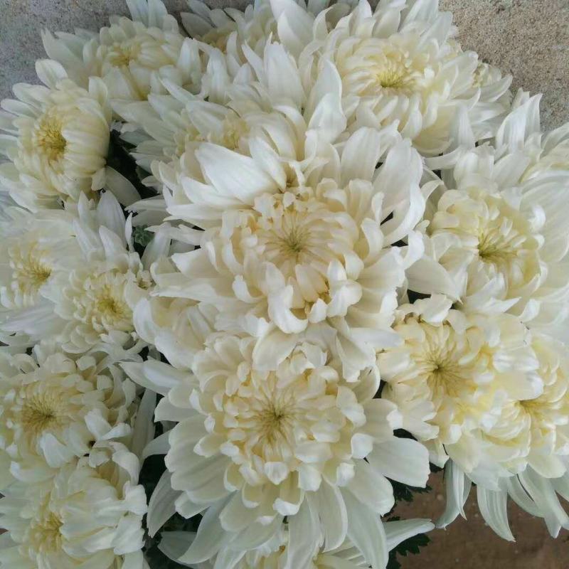 海南优质白黄菊花鲜花种植基地，菊花50～80cm大量上市