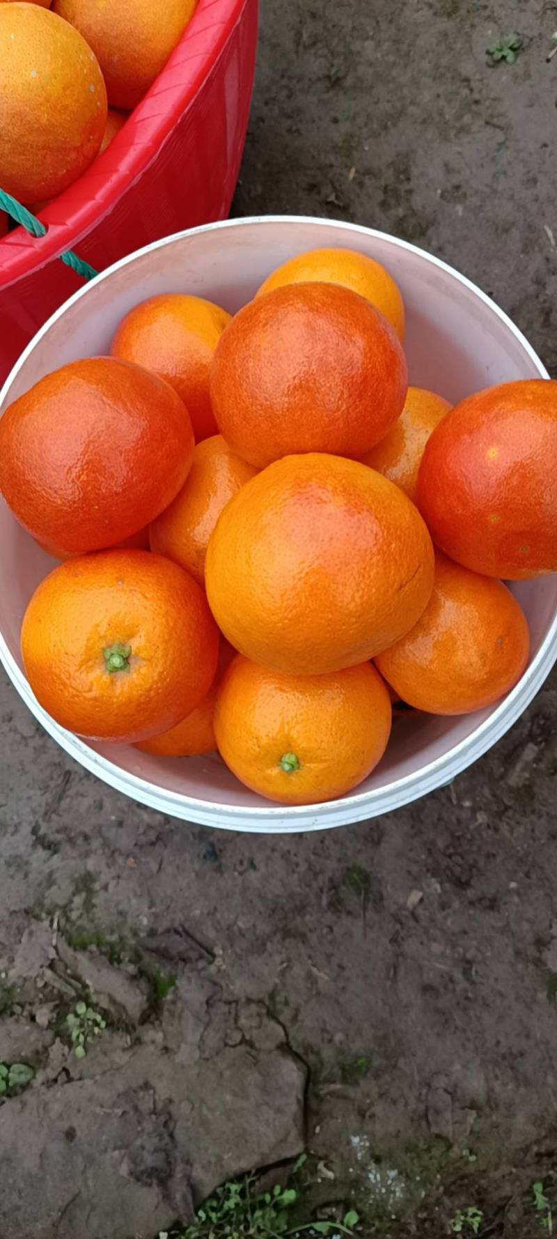 血橙，重庆血橙，血橙中的贵族，现在糖度13度往上。