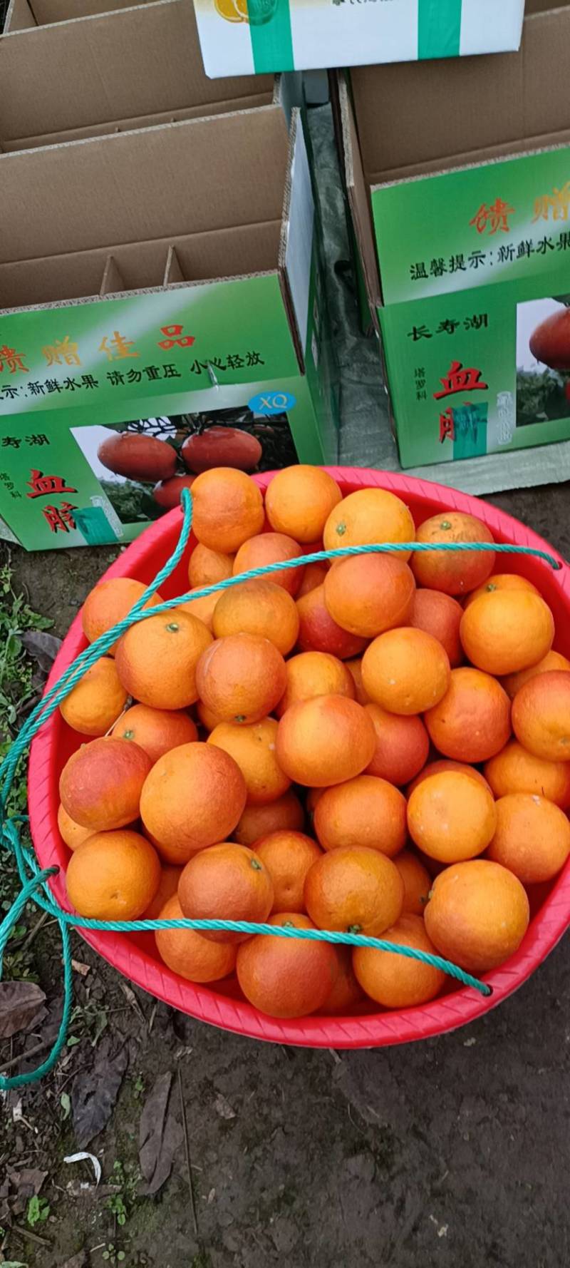 血橙，重庆血橙，血橙中的贵族，现在糖度13度往上。