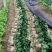河南精品大叶菠菜大量上市，产地直供，全国代发欢迎电联