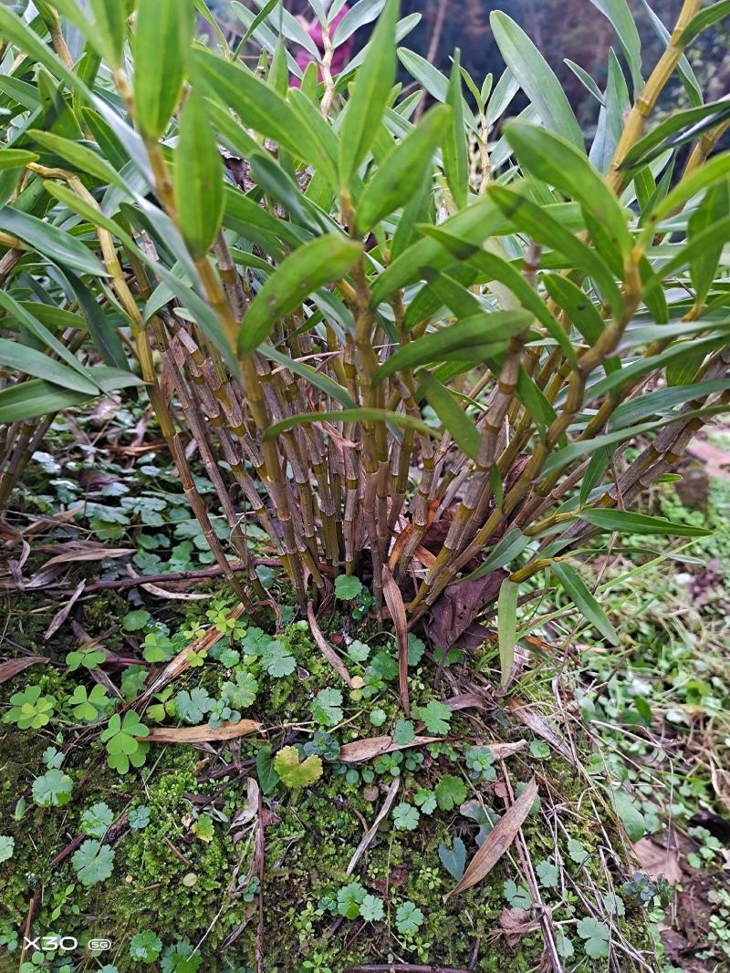包邮（除偏远地区外)四川夹江叠鞘石斛苗，大量批发。