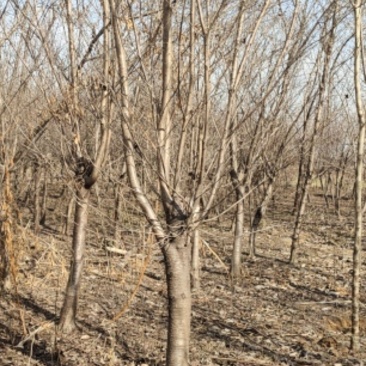 青叶碧桃，苗圃一手货源，自己家苗圃，直供基地，量大