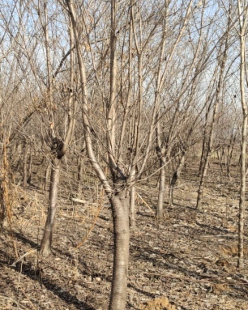 青叶碧桃，苗圃一手货源，自己家苗圃，直供基地，量大