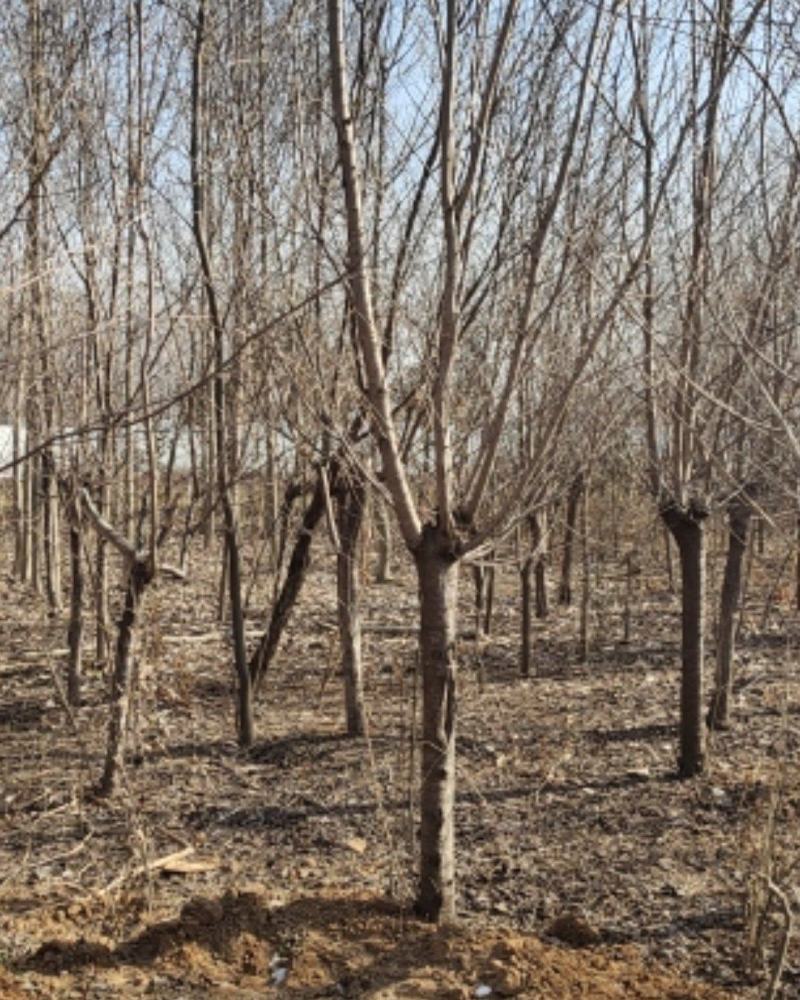 青叶碧桃，苗圃一手货源，自己家苗圃，直供基地，量大