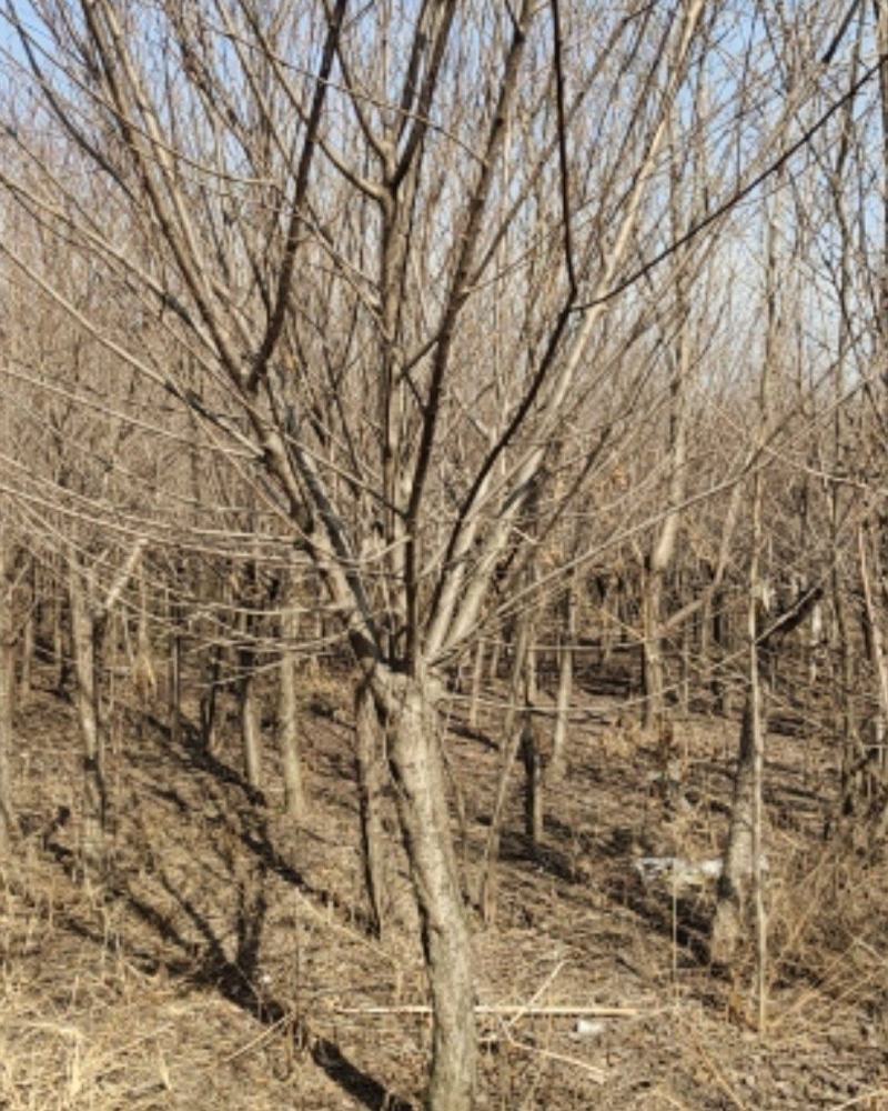 青叶碧桃，苗圃一手货源，自己家苗圃，直供基地，量大
