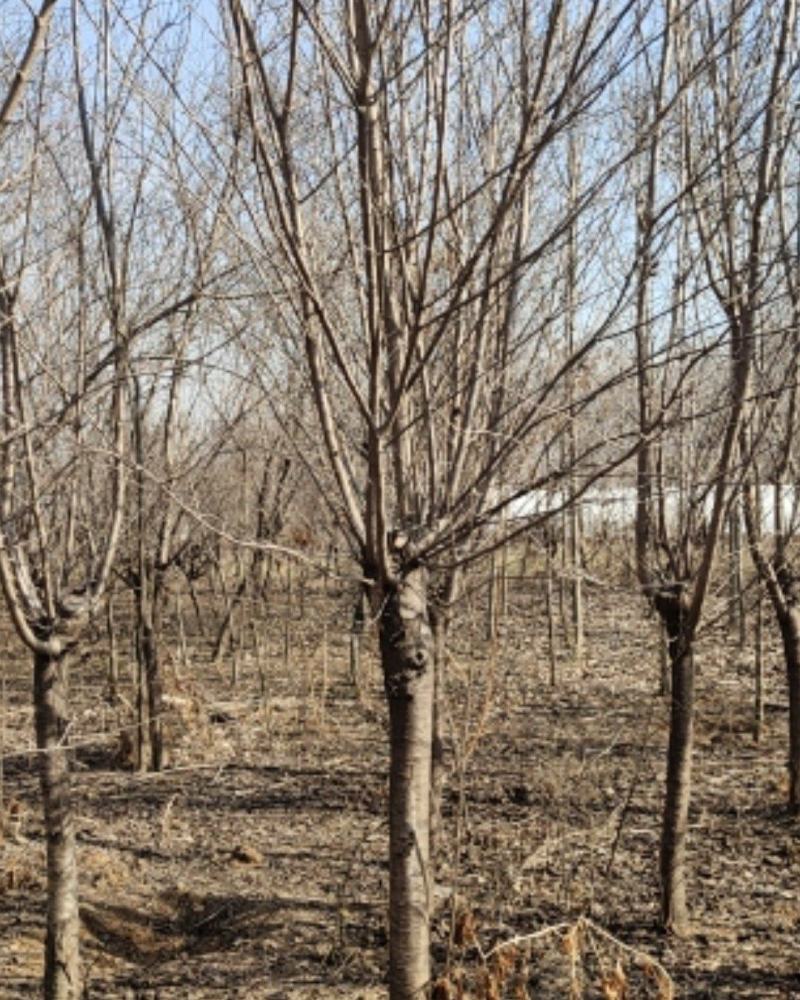 青叶碧桃，苗圃一手货源，自己家苗圃，直供基地，量大