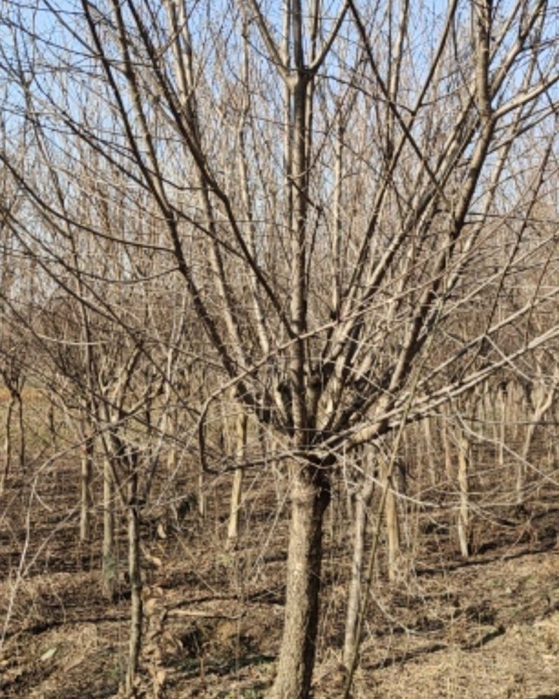 青叶碧桃，苗圃一手货源，自己家苗圃，直供基地，量大