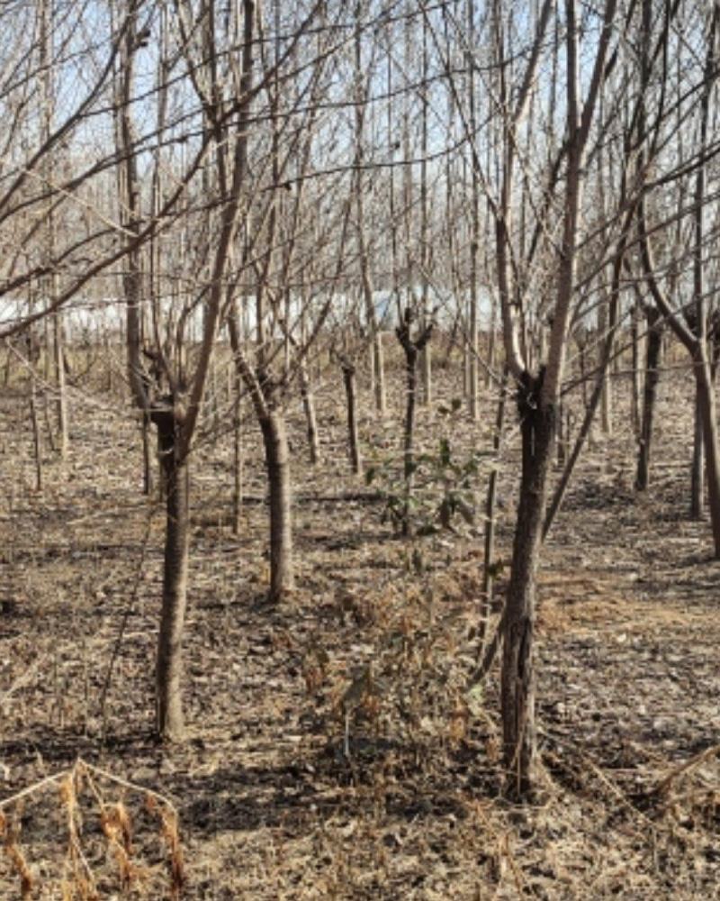 青叶碧桃，苗圃一手货源，自己家苗圃，直供基地，量大