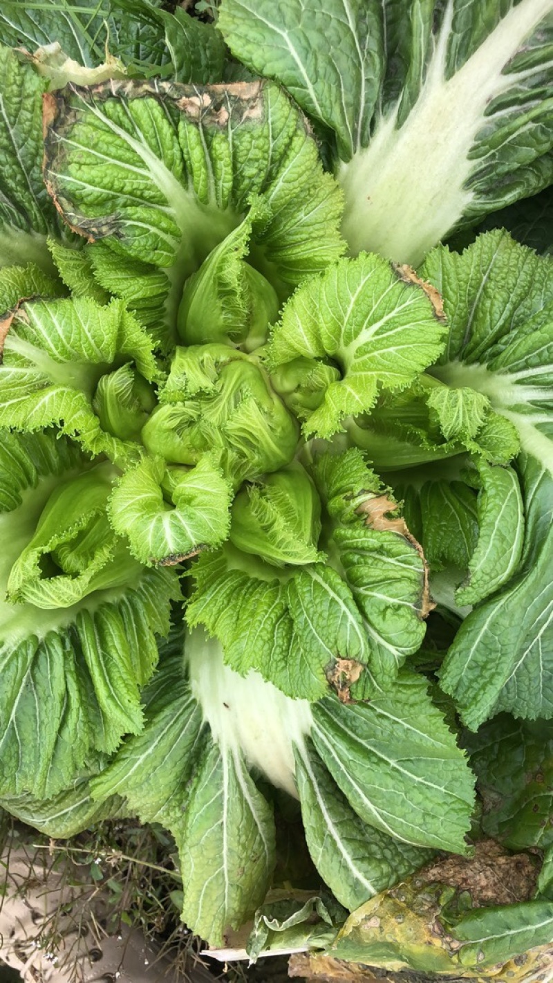 儿菜娃娃菜大心子出净货货源充足青秀个大
