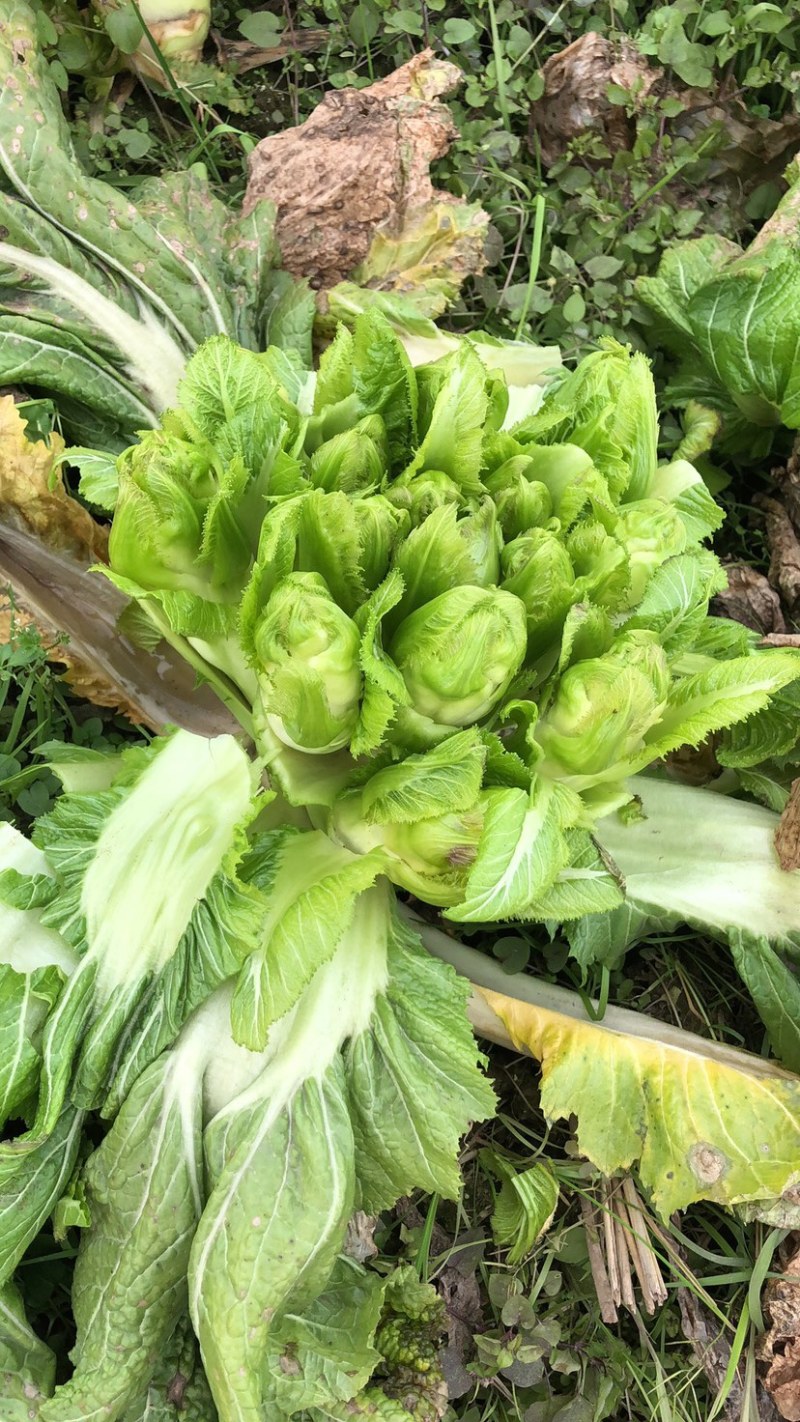 儿菜娃娃菜大心子出净货货源充足青秀个大