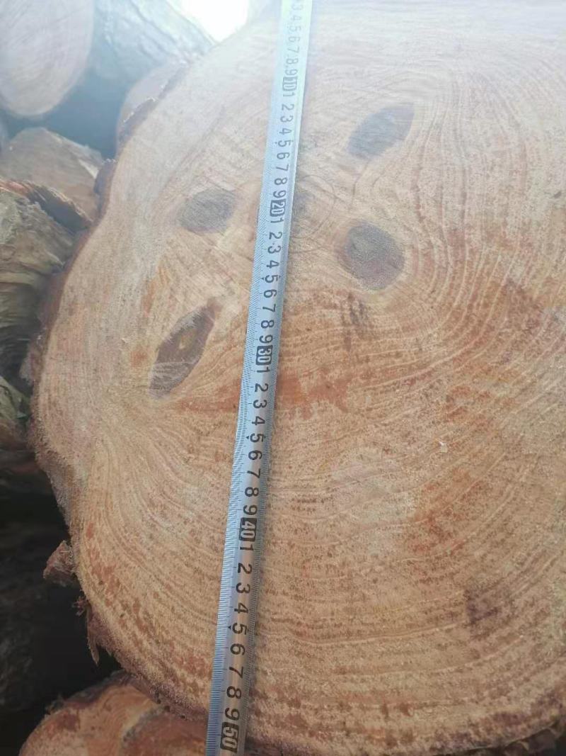 大量湿地松木桩，本地松木桩，两米大材批发:欢迎洽谈预定