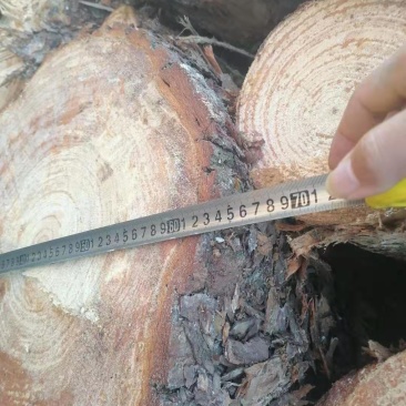 大量湿地松木桩，本地松木桩，两米大材批发:欢迎洽谈预定
