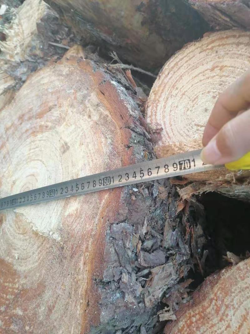 大量湿地松木桩，本地松木桩，两米大材批发:欢迎洽谈预定