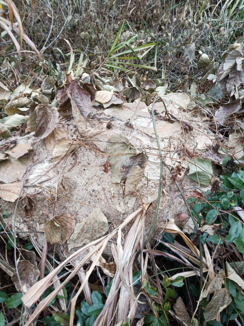 大山上的野生黑蚂蚁泡酒都可以。无杂质，干度好，信誉第一