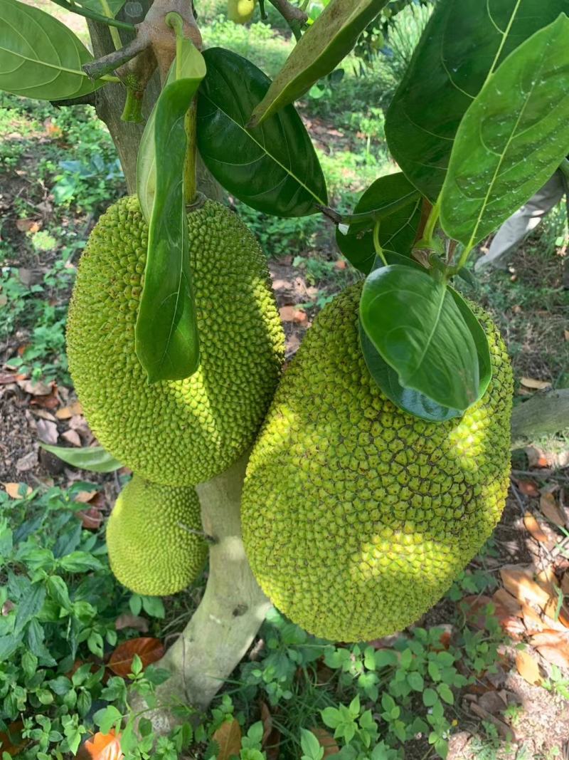 越南红肉菠萝蜜20斤以上，甜过初恋，自家厂，产地直发