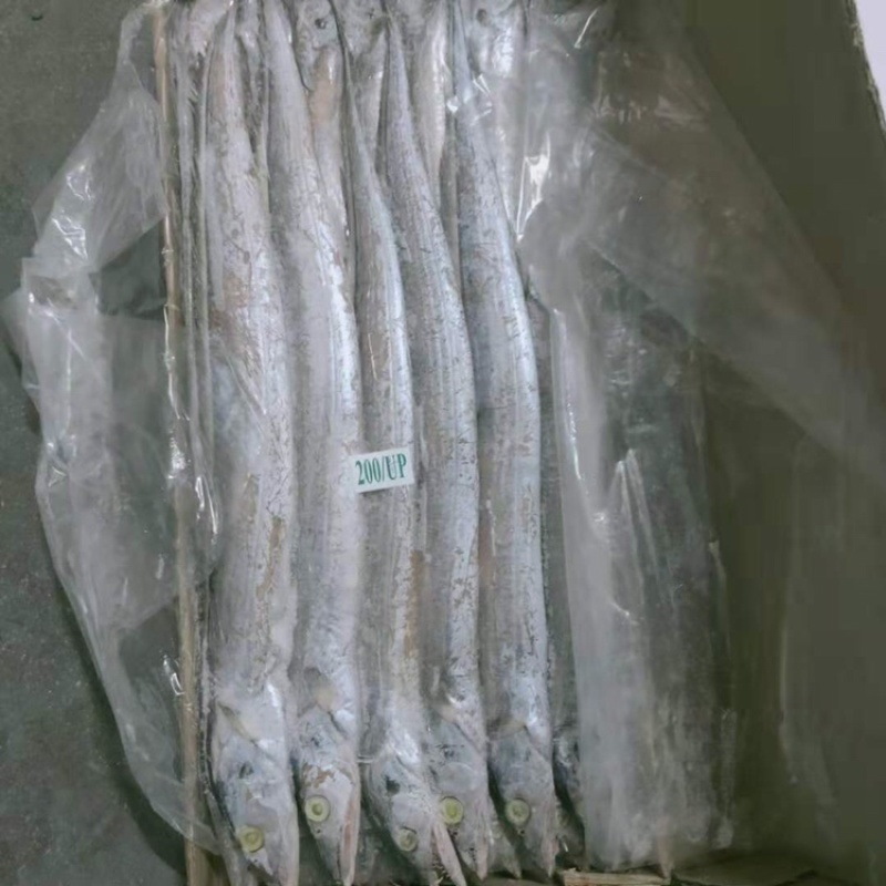带鱼质量好，价格低，手续齐全，大量批发对接全国市场发货
