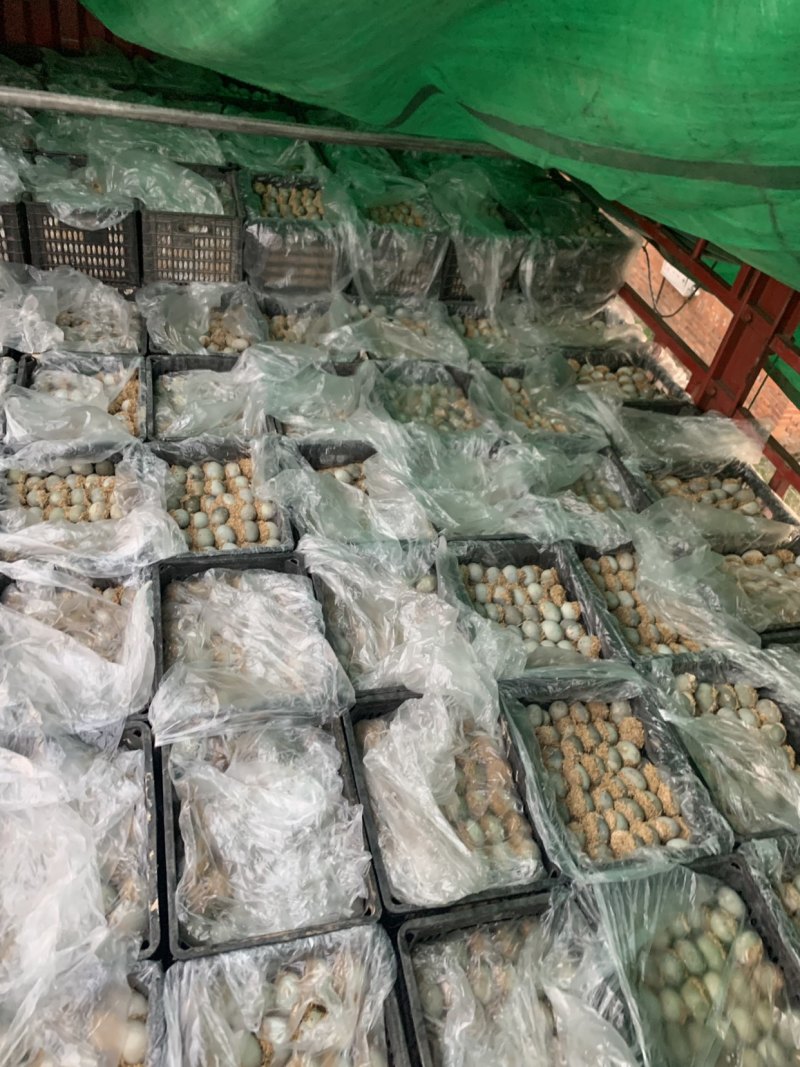 精品松花皮蛋全国各地发货质量保证，皮蛋绝杀