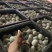 精品松花皮蛋全国各地发货质量保证，皮蛋绝杀