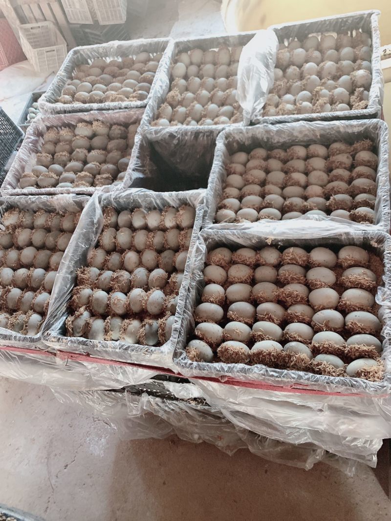 精品松花皮蛋全国各地发货质量保证，皮蛋绝杀