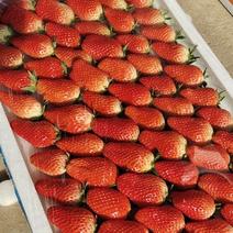 大量批发草莓。99红颜。章姬。牛奶草莓