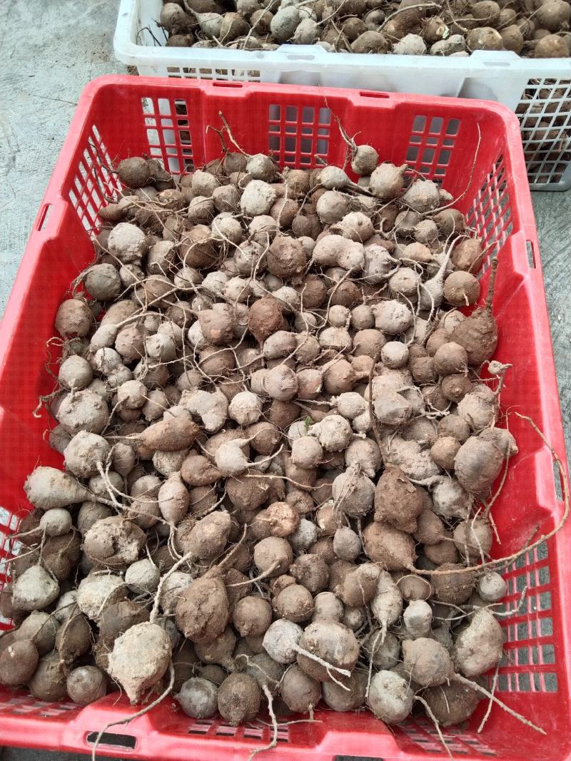 野生鸡头薯鲜货........