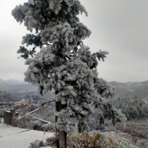 罗汉松罗汉树风景树长青树松树林木