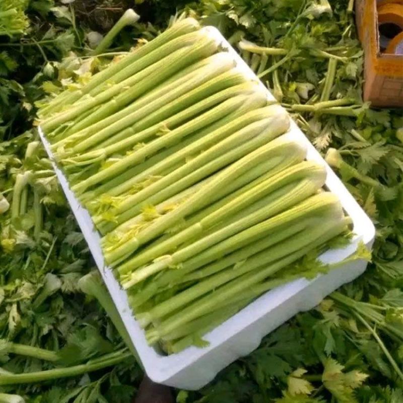 西芹种子四季蔬菜种子高产阳台庭院菜园盆栽小香芹芹菜种籽