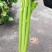 西芹种子四季蔬菜种子高产阳台庭院菜园盆栽小香芹芹菜种籽