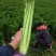 西芹种子四季蔬菜种子高产阳台庭院菜园盆栽小香芹芹菜种籽