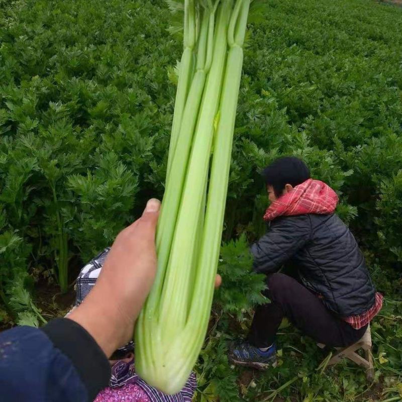 西芹种子四季蔬菜种子高产阳台庭院菜园盆栽小香芹芹菜种籽