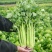 西芹种子四季蔬菜种子高产阳台庭院菜园盆栽小香芹芹菜种籽
