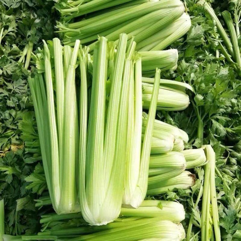 西芹种子四季蔬菜种子高产阳台庭院菜园盆栽小香芹芹菜种籽