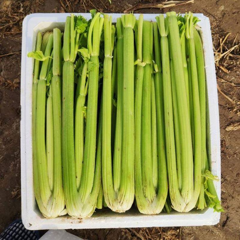 西芹种子四季蔬菜种子高产阳台庭院菜园盆栽小香芹芹菜种籽