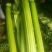 西芹种子四季蔬菜种子高产阳台庭院菜园盆栽小香芹芹菜种籽