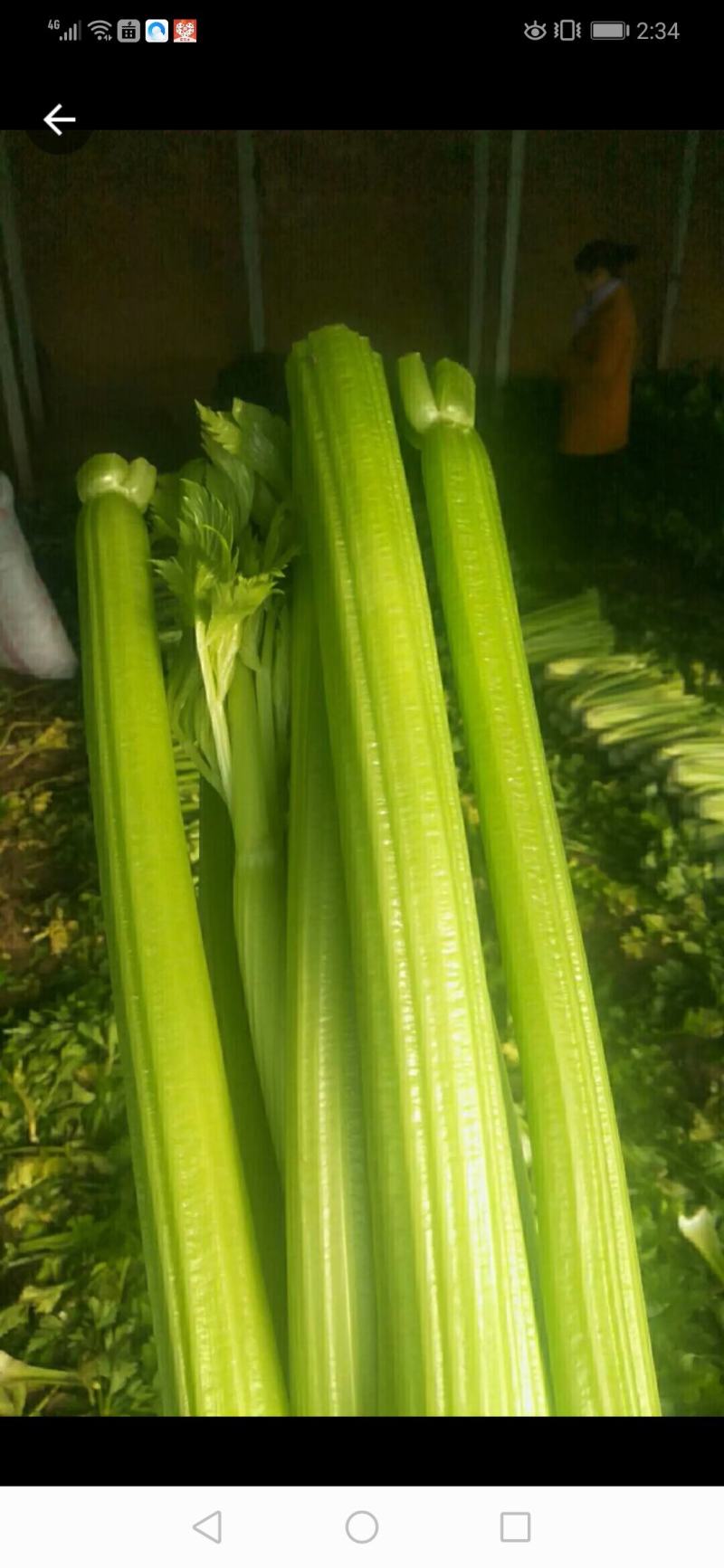 西芹种子四季蔬菜种子高产阳台庭院菜园盆栽小香芹芹菜种籽