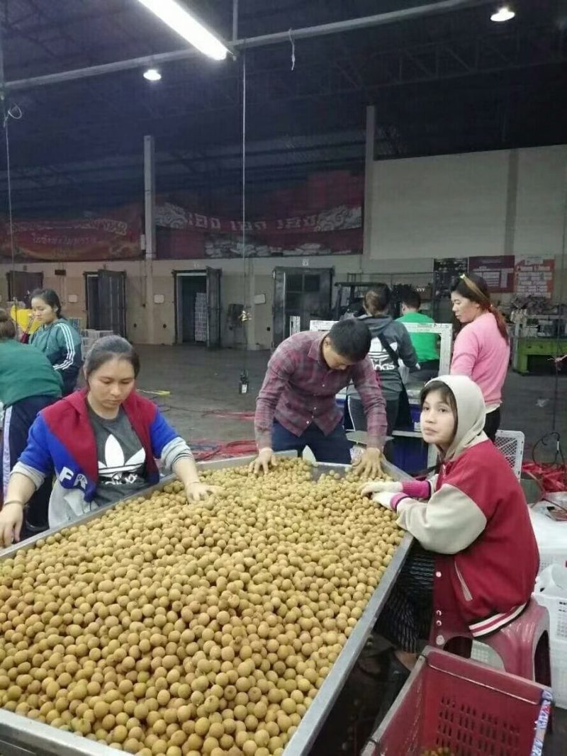 泰国龙眼小核物美价优