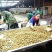 泰国龙眼小核物美价优