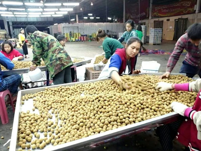 泰国龙眼小核物美价优