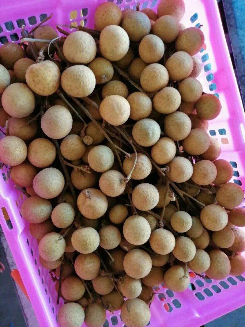 泰国龙眼小核物美价优