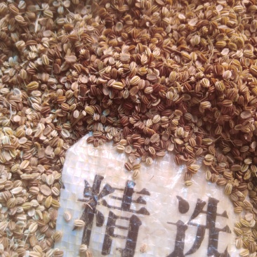 蛇床子野生，中药材蛇籽，保证质量，长期有货，，，，，，，