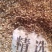 蛇床子野生，中药材蛇籽，保证质量，长期有货，，，，，，，