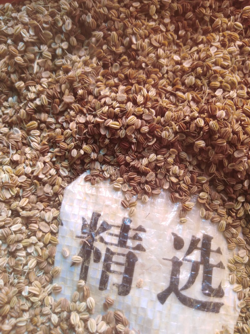 蛇床子野生，中药材蛇籽，保证质量，长期有货，，，，，，，