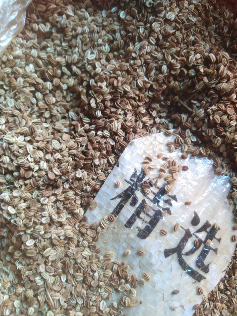 蛇床子野生，中药材蛇籽，保证质量，长期有货，，，，，，，
