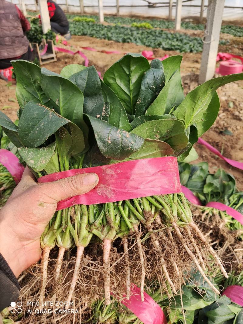 精品小叶菠菜，欢迎全国各地的老板前来选购。