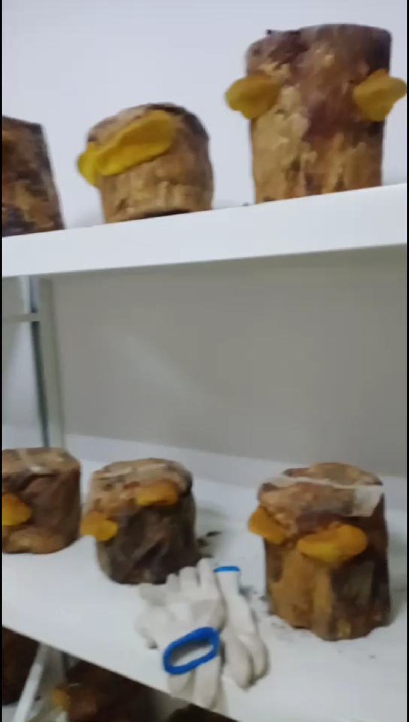 桑黄菌种西峡县科达菌种厂桑黄种植基地桑黄菌种菌包